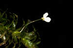 Brazilian waterweed